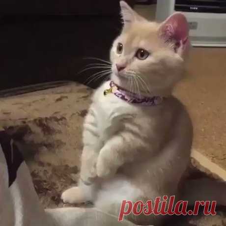 МИЛЫЙ МОНЯ