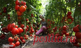 Одноклассники