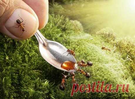 Муравьи на огороде: способы избавления