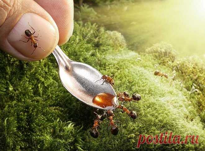 Муравьи на огороде: способы избавления