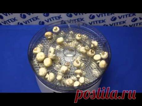 Рецепт приготовления сушеных грибов в сушилке для овощей VITEK VT-5050 W