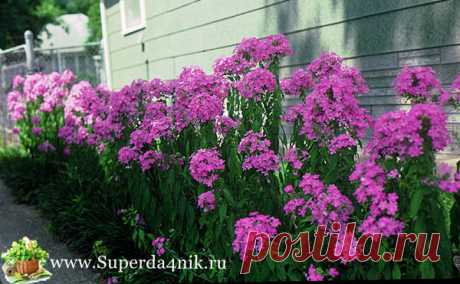 Посадка и уход за флоксами весной. | СуперДачник
