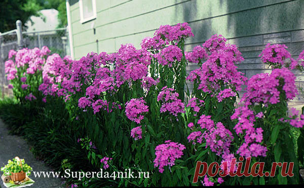 Посадка и уход за флоксами весной. | СуперДачник