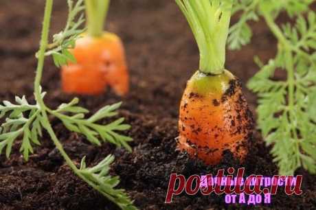 Марганцовка для морковки — чудо средство!