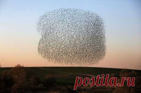 Захватывающие танцы скворцов - Наука и жизнь