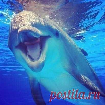 Какие они все таки классные!