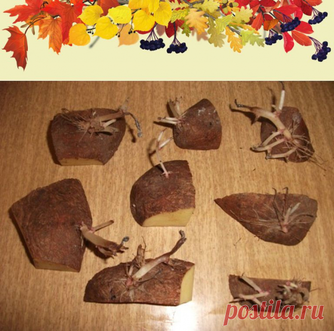 (1) Одноклассники