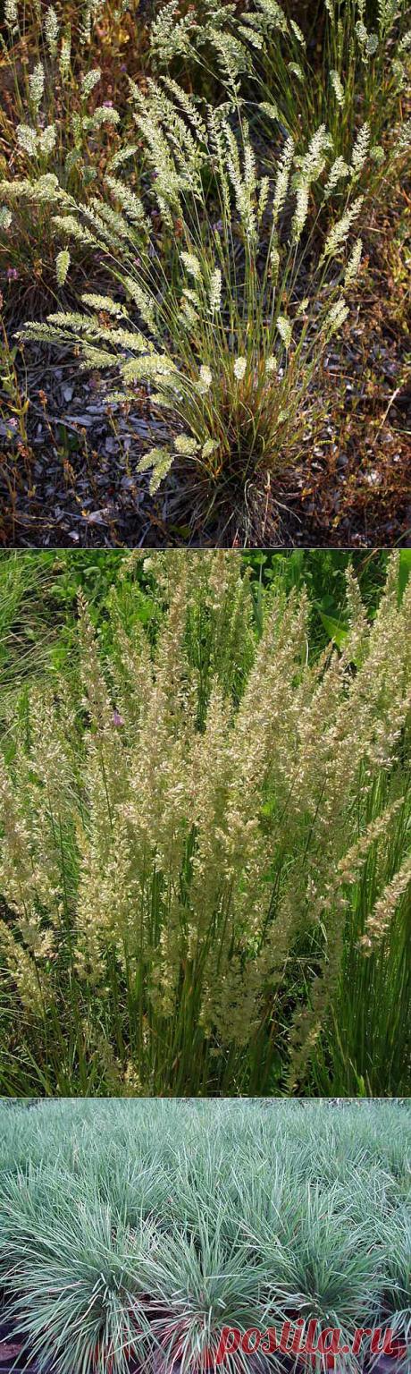 Декоративные злаки и злакоподобные травы | Самоцветик