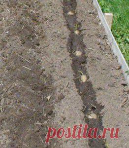 Подготовка картофеля к посадке | ВО САДУ И В ОГОРОДЕ