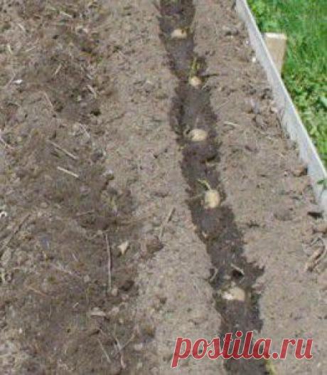 Подготовка картофеля к посадке | ВО САДУ И В ОГОРОДЕ