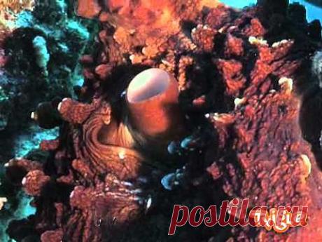 Кальмары, осьминоги, каракатица, картинки, фото, видео