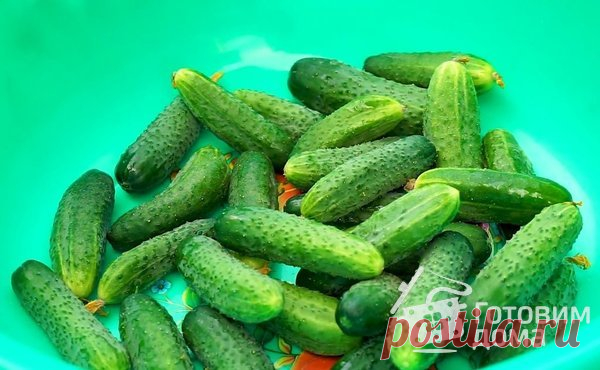 Хрустящие малосольные огурцы в банке - пошаговый рецепт с фото на Готовим дома