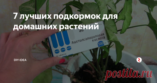 7 лучших подкормок для домашних растений Соседка поделилась со мной секретом своего шикарного цветника. Оказывается, она использует 7 видов подкормок, которые чередует в зависимости от времени года и состояния растения.
Пространство домашнего растения ограничено его горшком. Поэтому необходимо постоянно подкармливать растение и удобрять его, чтобы добиться шикарного цветения и пышной листвы. Вот 7 основных подкормок для комнатных растени