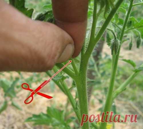 Пасынкование - это просто