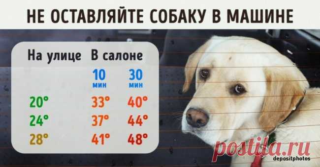 12 простых правил, чтобы уберечь питомца от теплового удара в жару