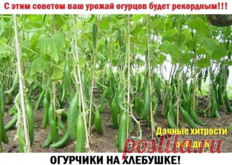 Простой и доступный СЕКРЕТ выращивания большого урожая ОГУРЦОВ.
Чтобы получить богатый урожай огурцов, нужно их регулярно подкармливать! Хлебная закваска - лучшее удобрение. Приготовить ее очень легко! Наполняю ведро на 2/3 корочками черного хлеба., заливаю водой и прижимаю чем-нибудь тяжелым, чтобы содержимое не всплывало. Ведро ставлю на неделю для брожения в теплом месте. Полученную закваску разбавляю водой (1:3) и поливаю огурчики под корень - по 0,5 л под куст.
ИНТЕРЕСНЫЙ СПОСОБ ПОСАДКИ О