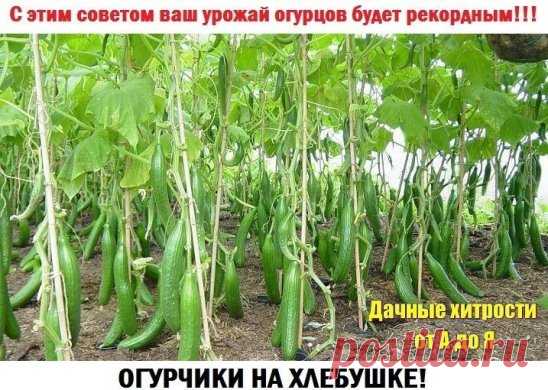 Простой и доступный СЕКРЕТ выращивания большого урожая ОГУРЦОВ.
Чтобы получить богатый урожай огурцов, нужно их регулярно подкармливать! Хлебная закваска - лучшее удобрение. Приготовить ее очень легко! Наполняю ведро на 2/3 корочками черного хлеба., заливаю водой и прижимаю чем-нибудь тяжелым, чтобы содержимое не всплывало. Ведро ставлю на неделю для брожения в теплом месте. Полученную закваску разбавляю водой (1:3) и поливаю огурчики под корень - по 0,5 л под куст.
ИНТЕРЕСНЫЙ СПОСОБ ПОСАДКИ О