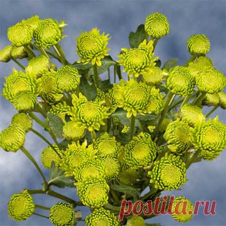 Green Button Pom Poms | GlobalRose