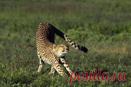 Забавная дикая природа • #Kidepo Cheetah Stretch!! Национальный парк долины Кидепо...