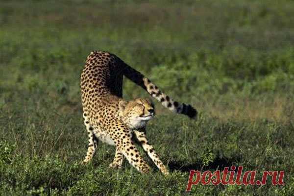 Забавная дикая природа • #Kidepo Cheetah Stretch!! Национальный парк долины Кидепо...