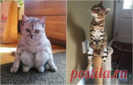 Коты, которые ставят в тупик своим поведением Пожалуй, каждый хотя бы раз в жизни слышал совет: «Хочешь привести нервы в порядок, заведи кота!» Но глядя на фотографии милейших животных, собранных в этом обзоре, начинаешь сомневаться, действительн...