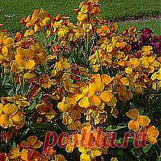 Лакфиоль - Наряду с незабудкой и примулой это первые весенние цветы. На второй год после посадки цветет ароматными желтыми, оранжевыми, иногда лиловыми, фиолетовыми, кремовыми цветками. Высота 20—60 см, цветет с мая по июнь.