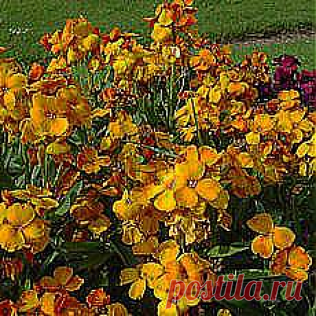 Лакфиоль - Наряду с незабудкой и примулой это первые весенние цветы. На второй год после посадки цветет ароматными желтыми, оранжевыми, иногда лиловыми, фиолетовыми, кремовыми цветками. Высота 20—60 см, цветет с мая по июнь.