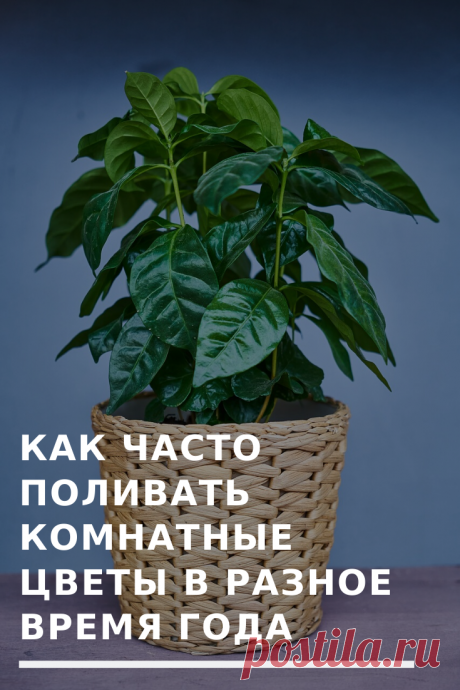 От частоты и характера полива комнатных цветов во многом зависит то, как быстро они будут расти, насколько пышно цвести, а также степень их подверженности некоторым заболеваниям.