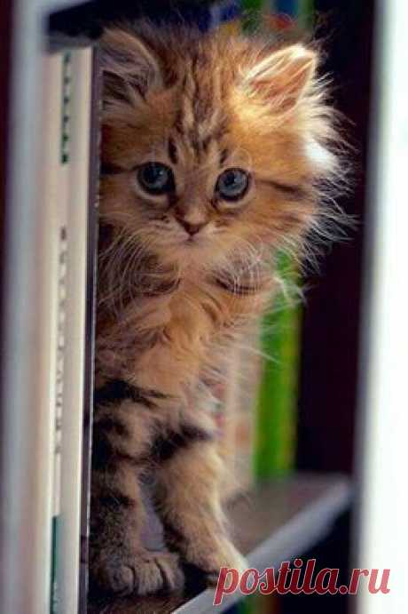 В мире животных..(World of animals)