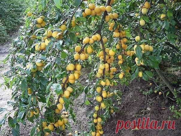 город ХУДЖАНД ленинабад ПРИСОЕДИНЯЙСЯ
30 лет, Таджикистан, Худжанд