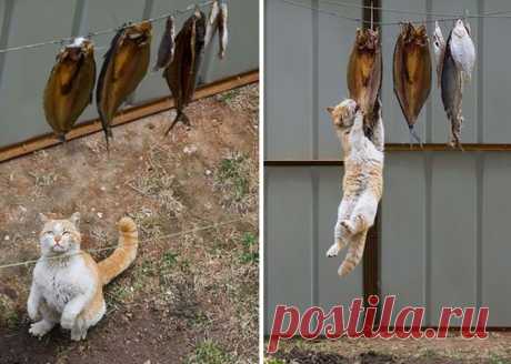 Коты-воришки Все знают, что когда коты не спят, они строят планы по завоеванию мира и едят. А если еды нет, её приходится воровать. Посмотрите, как изворотливы бывают эти пушистые наглецы в поисках вкусненького!

…