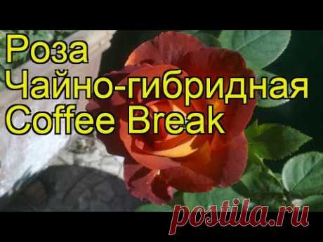 Роза чайно-гибридная Кофе Брейк. Краткий обзор, описание характеристик Coffee Break