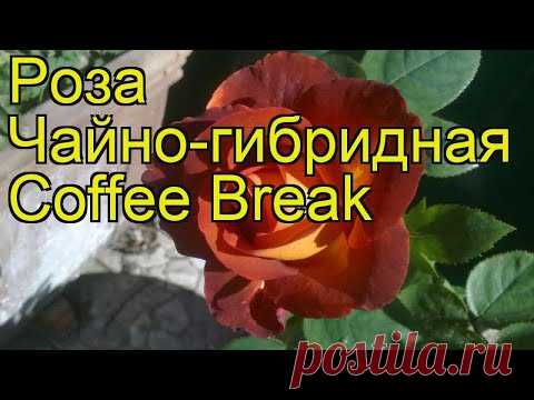Роза чайно-гибридная Кофе Брейк. Краткий обзор, описание характеристик Coffee Break