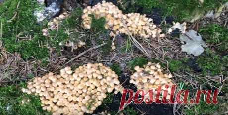 Как солить опята — рецепты приготовления опят простые и вкусные - Кейс советов