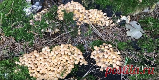 Как солить опята — рецепты приготовления опят простые и вкусные - Кейс советов