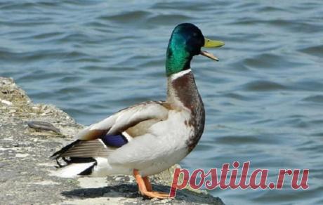 В британской провинции с почестями похоронят утку | МК - Лондон