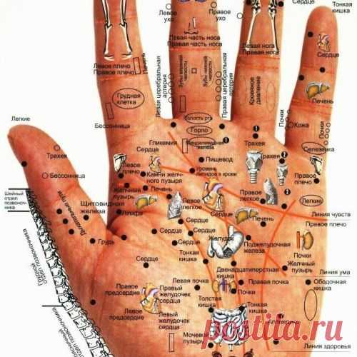 Диагностика болезней по кистям рук и ладоням