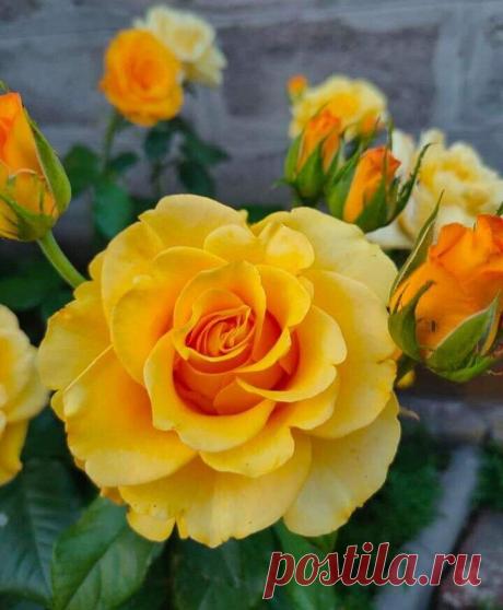 i (720×874)