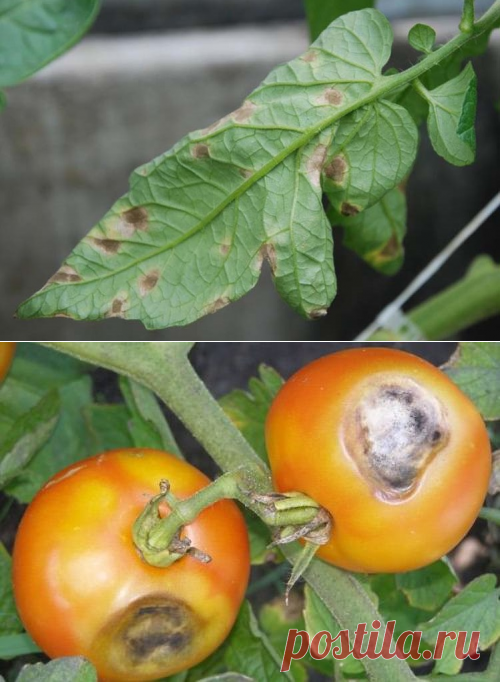 Кладоспориоз томатов, лечение народными средствами