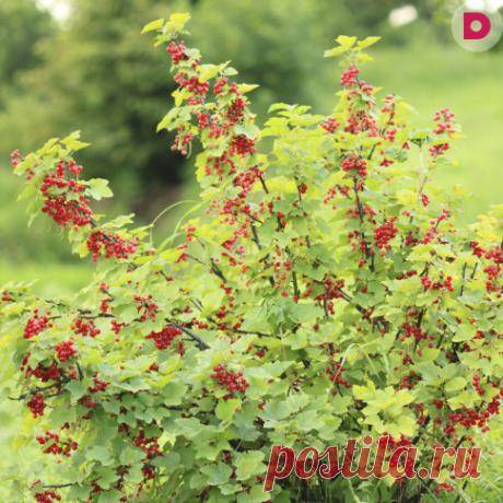 Рибизла, трансплантација