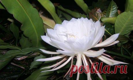 1430291499_redkie-cvety-12.jpg (Изображение JPEG, 610 × 370 пикселов)