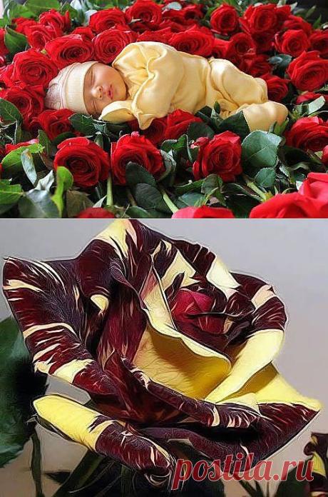 Одноклассники