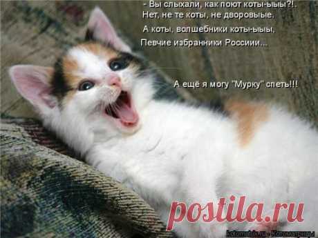 Алло, мы ищем таланты | KotoMail.ru