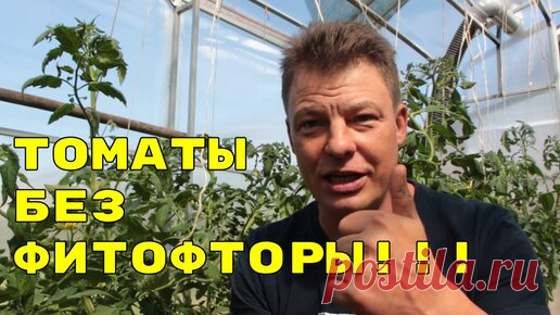 У меня фитофторы нет. Полный подробный рецепт для защиты томатов (помидор) от фитофторы | Сад огород цветник | Дзен