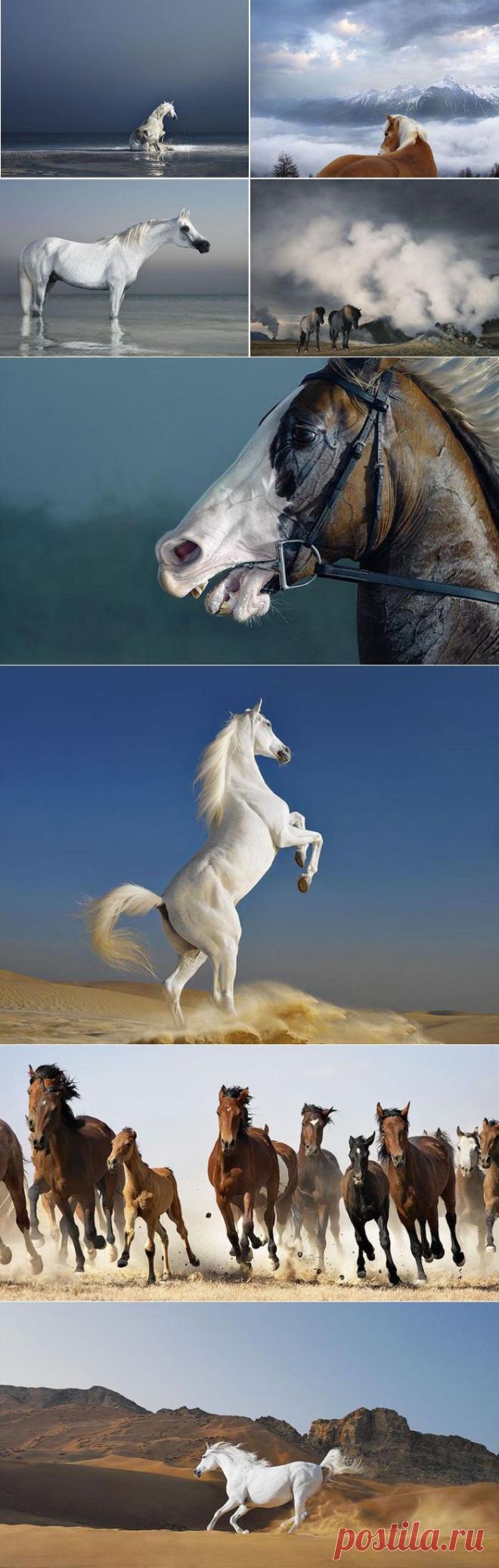 Символ нового 2014 года на фотографиях Tim Flach .