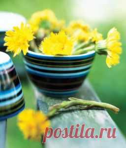 сообщение галина5819 : Зацвела мать-и-мачеха (06:18 22-04-2015) [3803925/360045754] - zlat-ural@mail.ru - Почта Mail.Ru