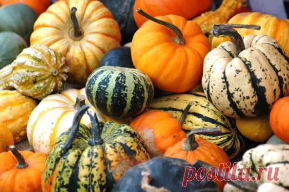 Ешьте тыкву и не старейте — Роман Головин на vc.ru