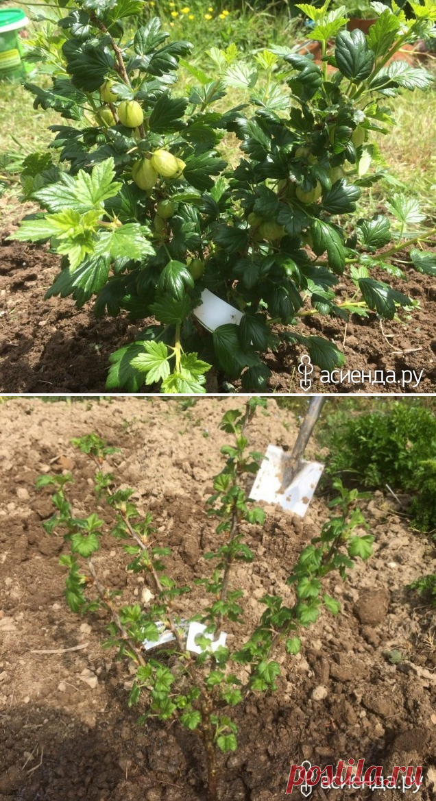 Крыжовник на приусадебном участке: Группа Плодовые деревья и кустарники