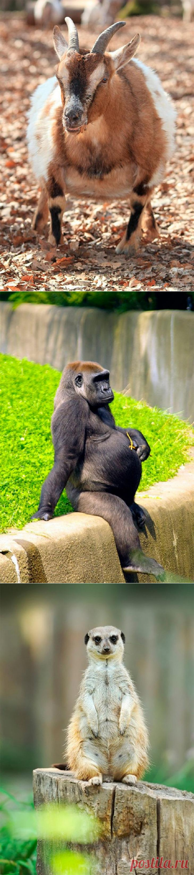 10 фото будущих мам из мира животных