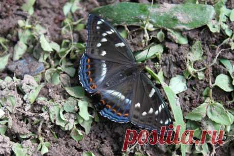 Limenitis populi - Ленточник тополевый